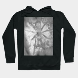 Tarantula Spiderling V10 Hoodie